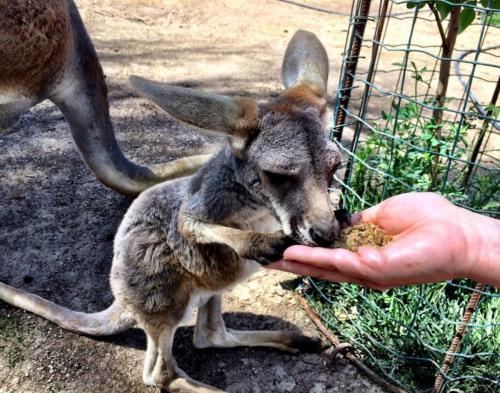 Feeding kangaroos 